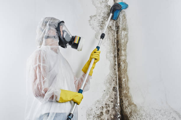 Best Attic Mold Removal  in Longview, TX