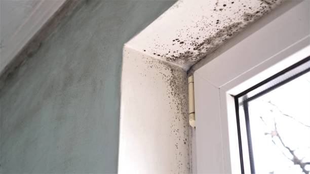 Best Local Mold Removal Service  in Longview, TX
