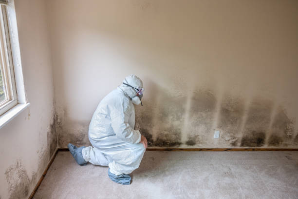 Professional Mold Removal in Longview, TX