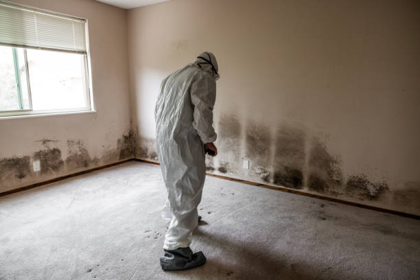 Best Mold Remediation Experts  in Longview, TX