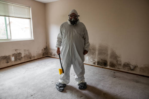 Office Mold Removal Services in Longview, TX