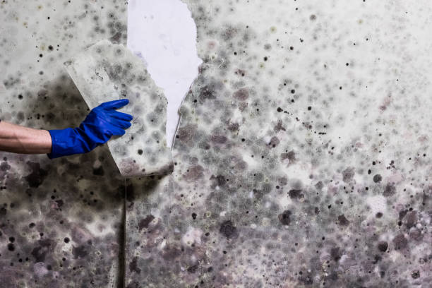 Best Mold Testing  in Longview, TX